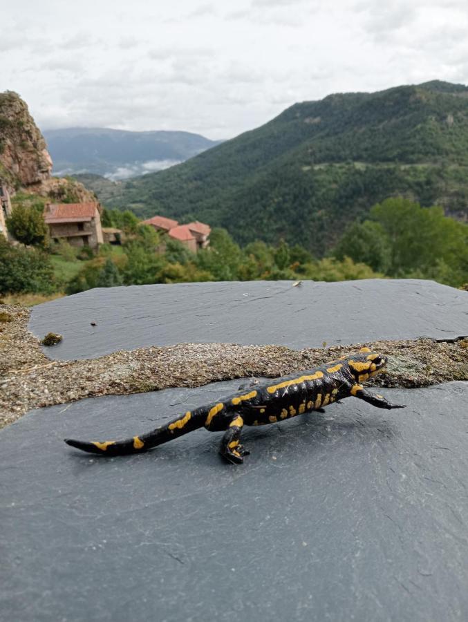 Cal Ferrer Habitatge Rural Villa Cava Eksteriør bilde